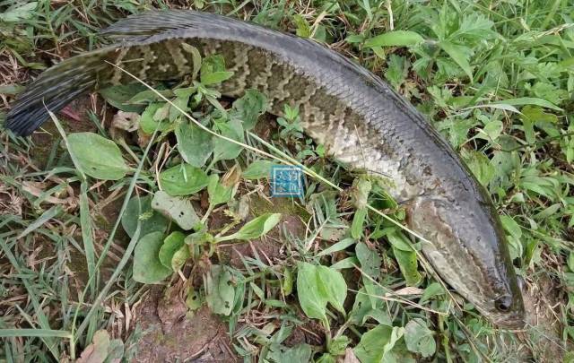 丛林深水坑用鲫鱼肉作钓谷窝草钓收获野生鲶鱼和凶猛黑鱼