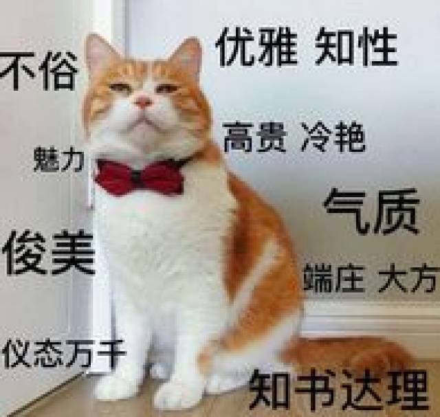 猫罐界瑟瑟发抖，美国猫罐专家Tiki Cat来了！_手机搜狐网