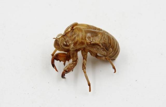 农村一种虫壳,治风热感冒,抗惊厥,药用价值高,你知道吗?_手机搜狐网