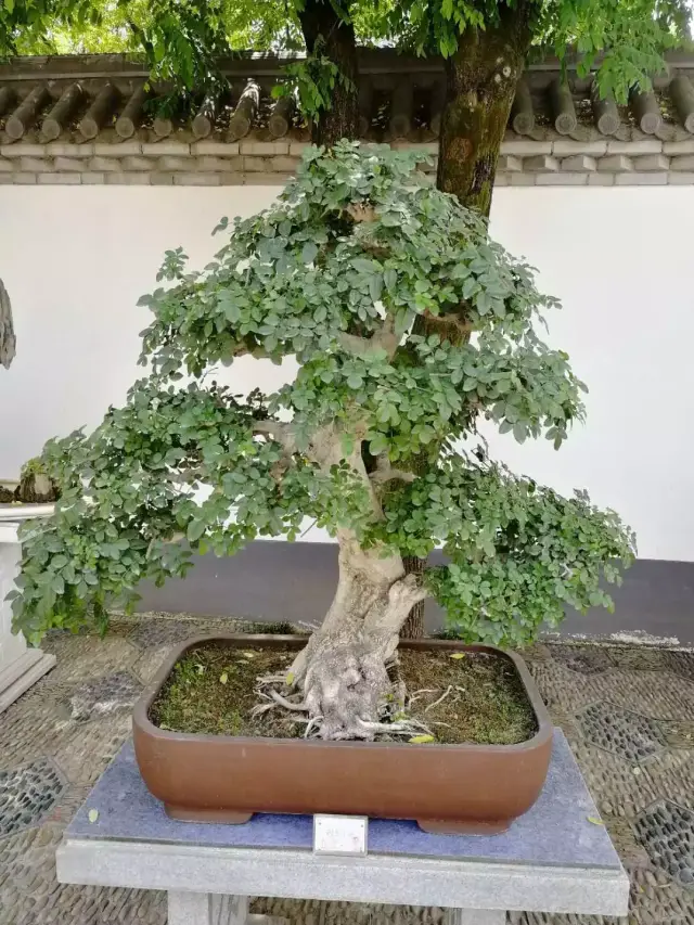 怪异,易萌发 干:弯曲变化,孔洞,水线,老态,变异 根:蟠曲,隆起,伏地