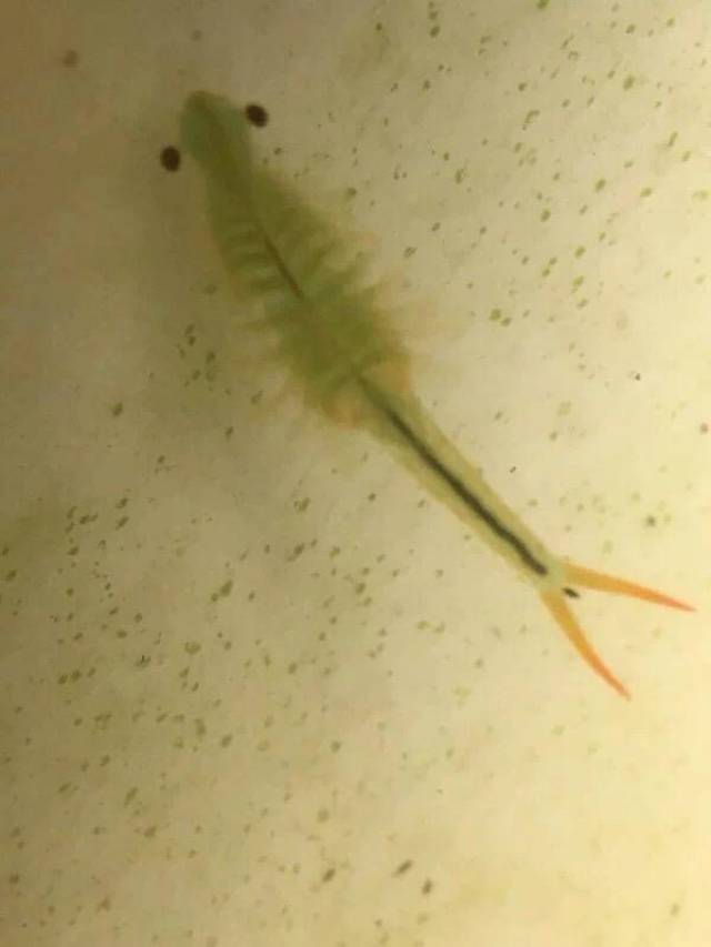 [关注] 眉山现史前动物"仙女虾" 曾和恐龙一起生活