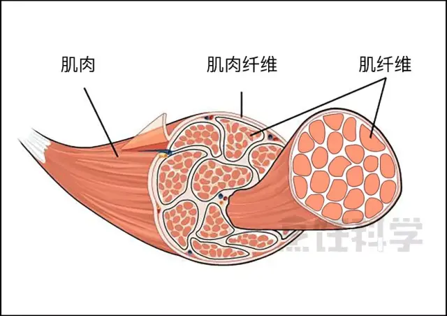 牛的肌肉是由一束束肌肉纤维组成的,而肌肉纤维是由肌纤维组成哪!