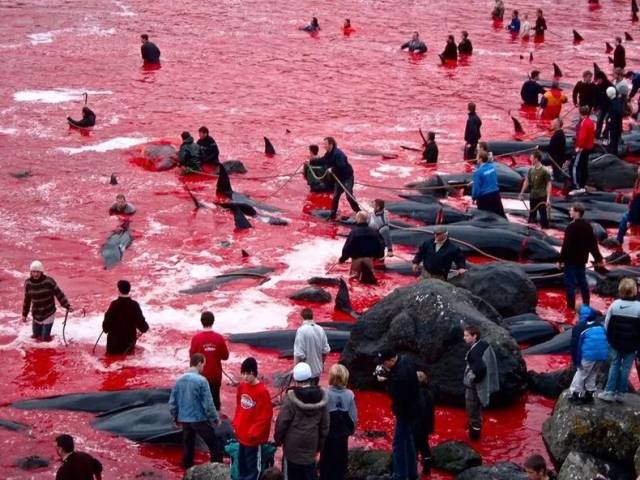 捕杀海洋生物图片