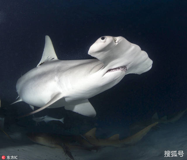 胆肥潜水员喂食凶猛锤头鲨 手指距獠牙仅几厘米