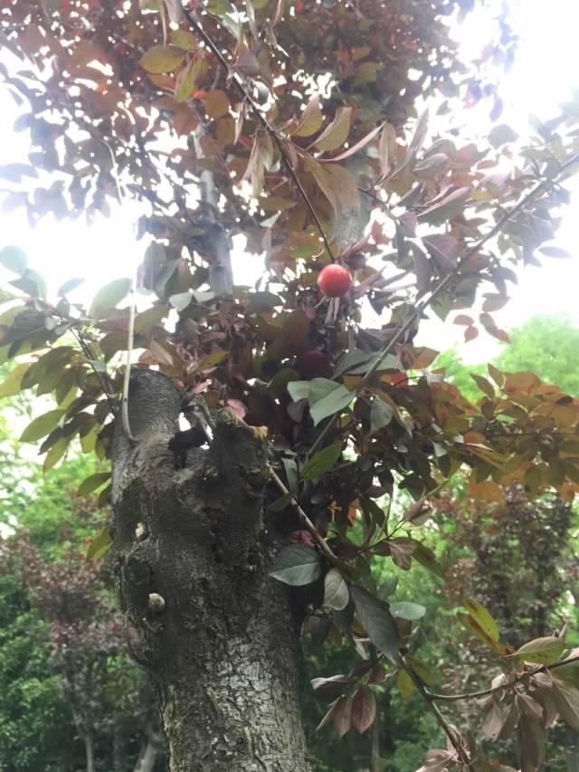 路边绿化树结的果子,绿化树结的小绿果实,路边的绿化树结小黑果_大山谷图库