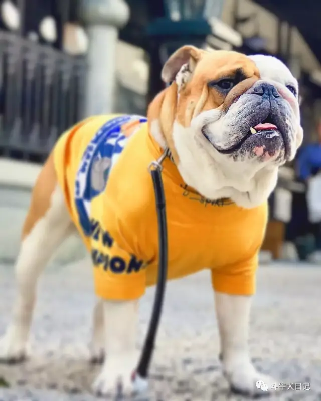 长腿欧巴萌宠斗牛犬来袭,这是我见过最好看的大长腿