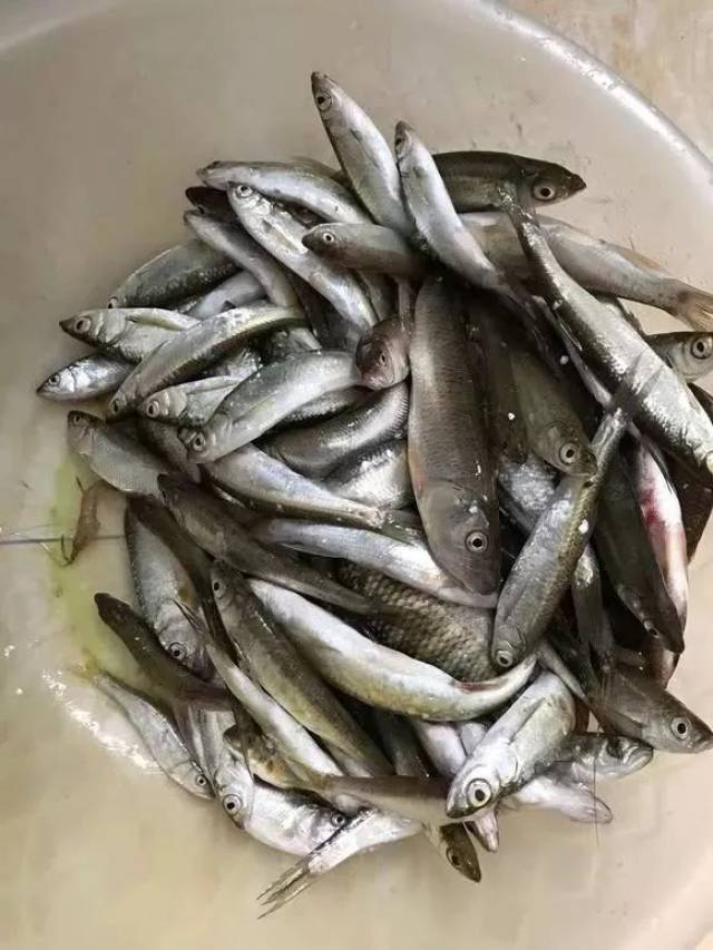 山洼洼里的老鲤鱼,十年才长到十几斤