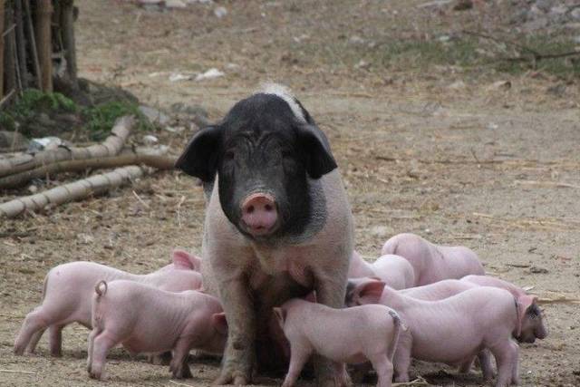 农村自家养猪图片