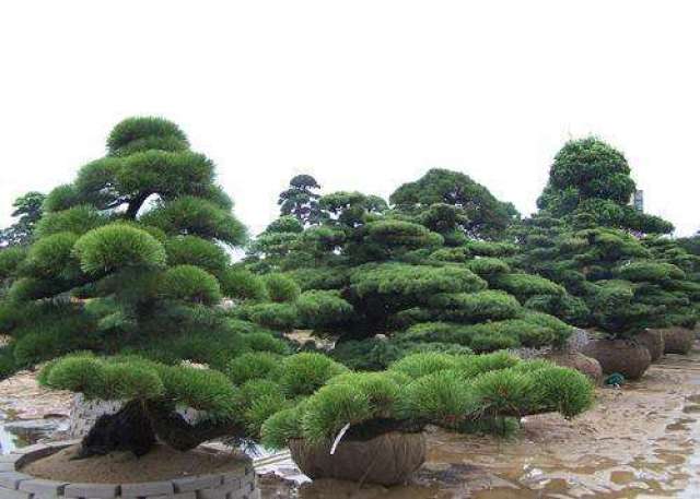 造型油松,泰山迎客松,平頂松,景觀松等造型松產品;有著專業的栽培技術