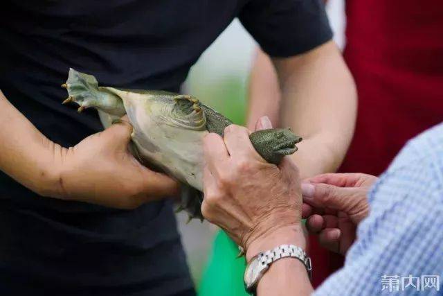 萧山资深打鳖师傅一天能打上百斤!