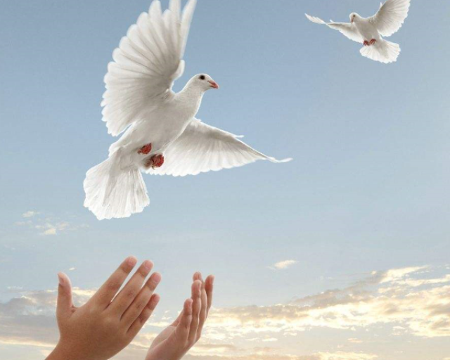 那年高考前我放飞一只小鸟,它划过了我人生的轨迹!