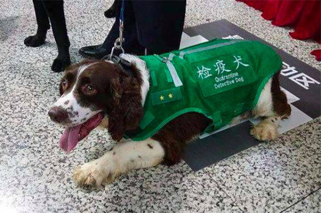 生活在我们周围的工作犬们,它们用生命在为人类服务