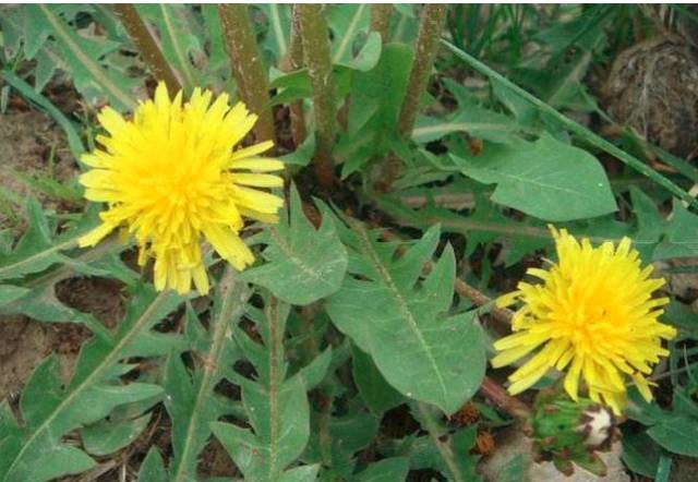 蒲公英被称为 "排毒草",有很好去火排毒作用,可以帮助人体 祛湿热,排