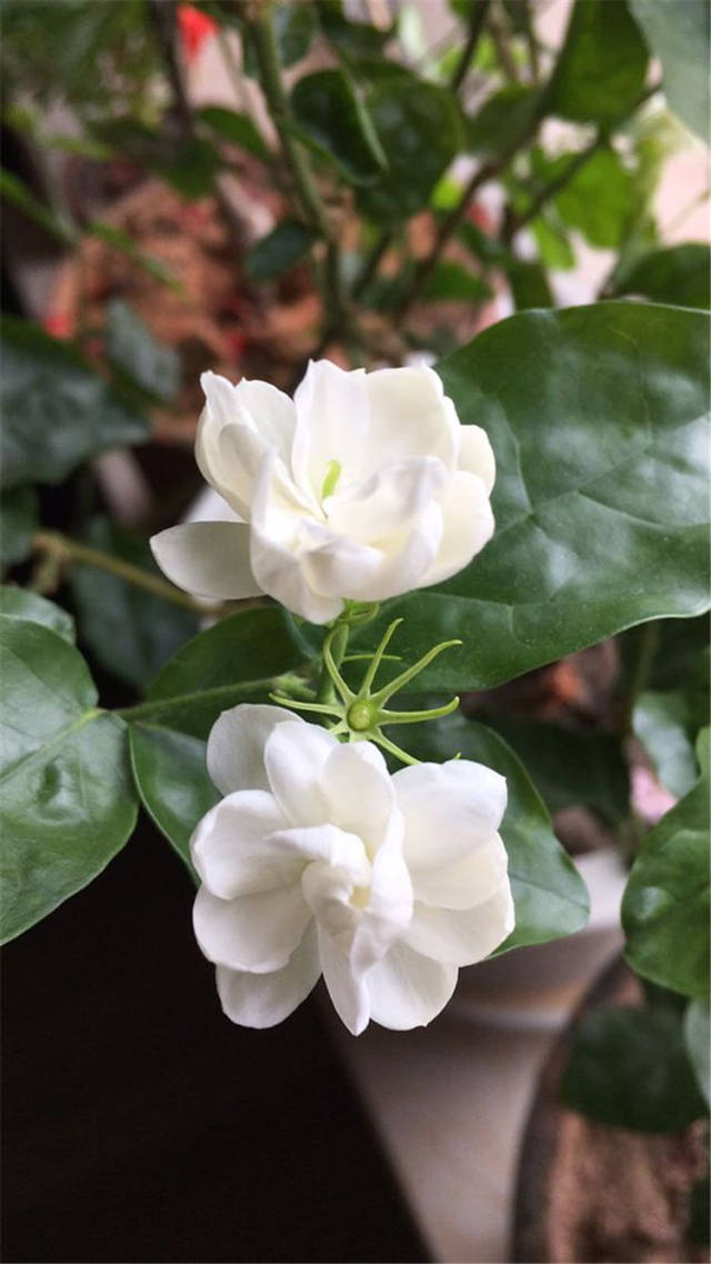 养茉莉,6月除蘖,7月爆盆,香飘十里!