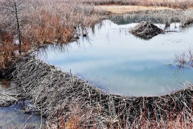 胖短圆大能量!动物筑坝大师河狸