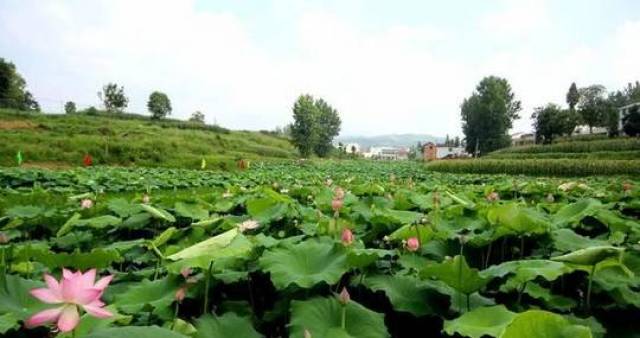 竹溪县龙坝镇龙湖湿地公园