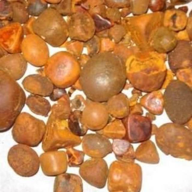 牛黄别名丑宝,天然牛黄,西黄,犀黄产地较广简介牛黄为牛科动物牛干燥