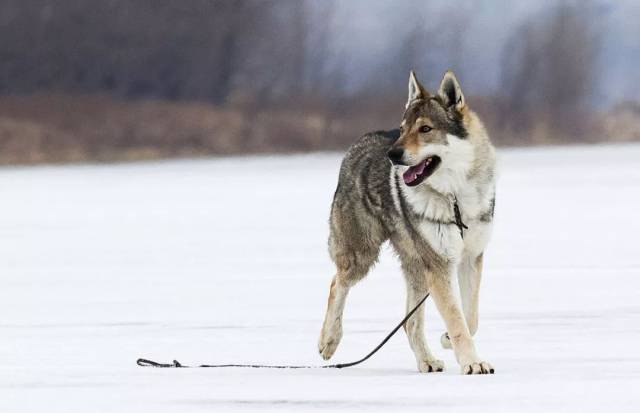 狼的威严,犬的忠诚——捷克狼犬