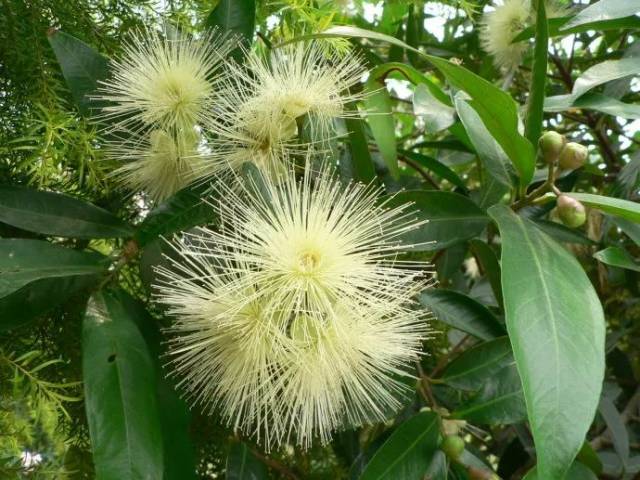 说出来大家可能有听过 它就是"水蒲桃" 也是我们经常叫的"铃铛果" 先