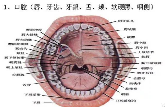 【科普园地】口腔里面的器官