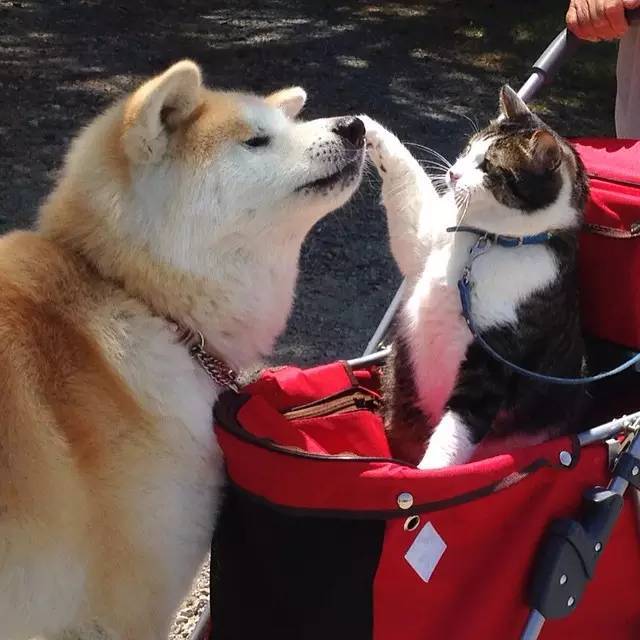 这才是大名鼎鼎的秋田犬!你认错了吗?