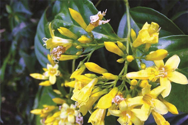 狼毒草:又名叫断肠草.高0.5—1尺,根浅黄色,有甜味.