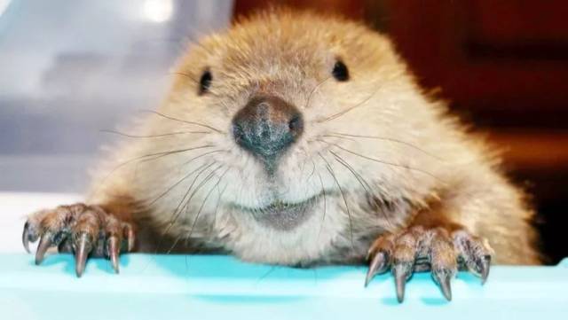 肥肥胖胖的河狸