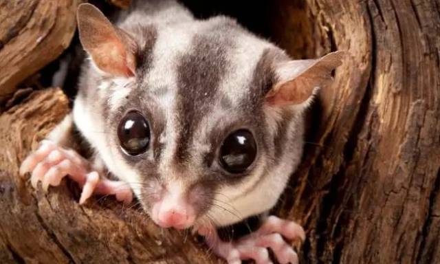 蜜袋鼯虽然长相讨喜,且并非濒危动物, 但是受到澳洲法律的保护, 悦换