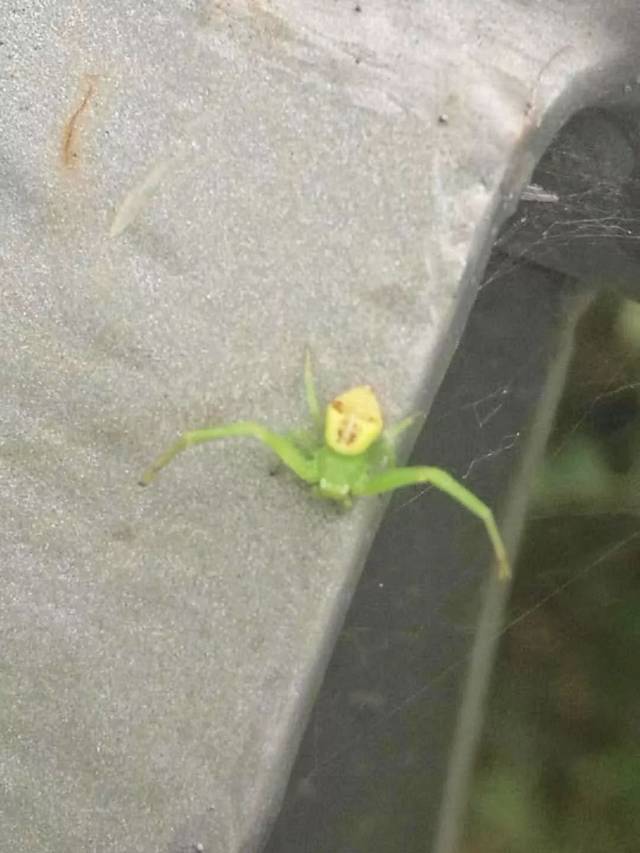 湖新区恒邦紫荆城的王先生就在小区绿化带栏杆处发现了一只 人面蜘蛛