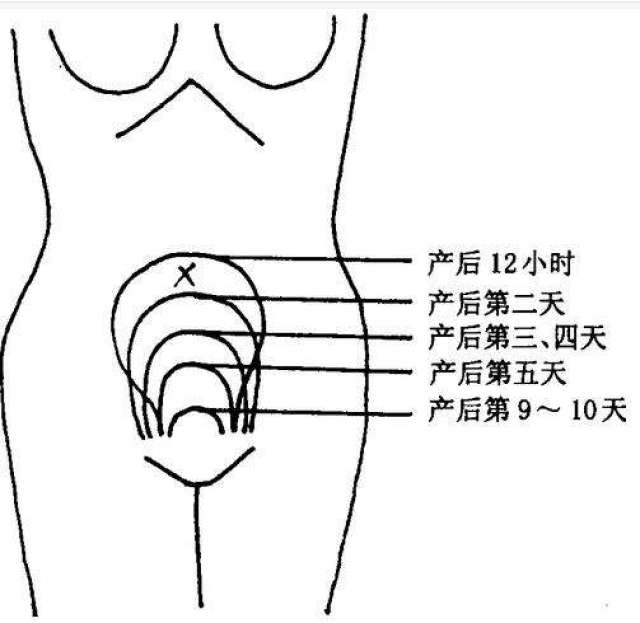 子宫离肚脐平面图图片