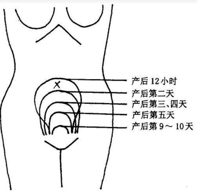 子宫离肚脐示意图图片