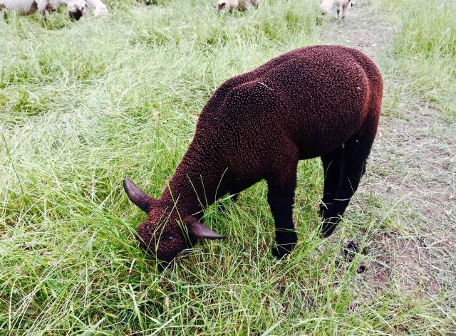 一只胖嘟嘟的纯黑小羊,浑身的小卷毛光线一照发出一种黑红的颜色.