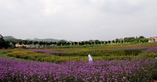 您好,楚天香谷这里有一份暑期大礼包,请查收!