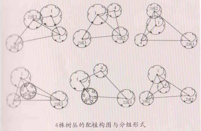 孤植和对植平面图图片