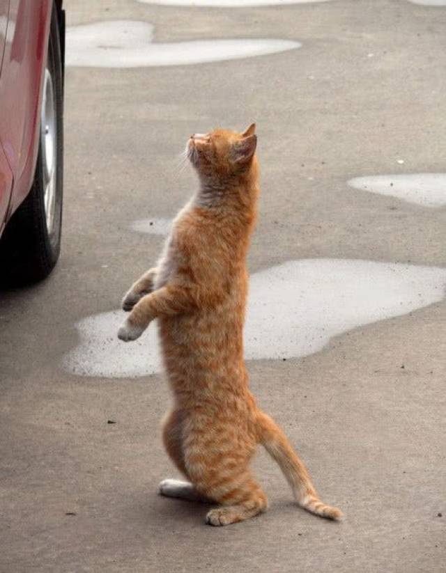 猫为什么会像两脚兽一样站立?这不是可爱,这是忍受痛苦的表现
