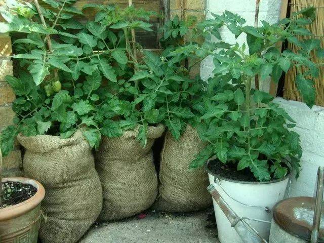 编织袋