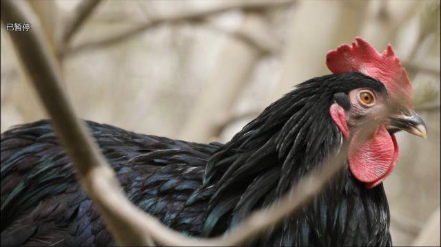 这种在沙漠里散养的黑鸡,营养美味绝无仅有!听说免费送出100只!