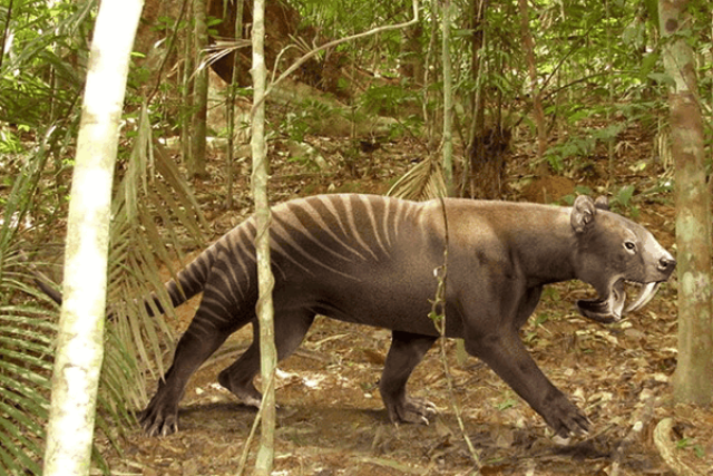 郊熊与裂齿兽都是像熊的掠食者, 有强壮的身体及