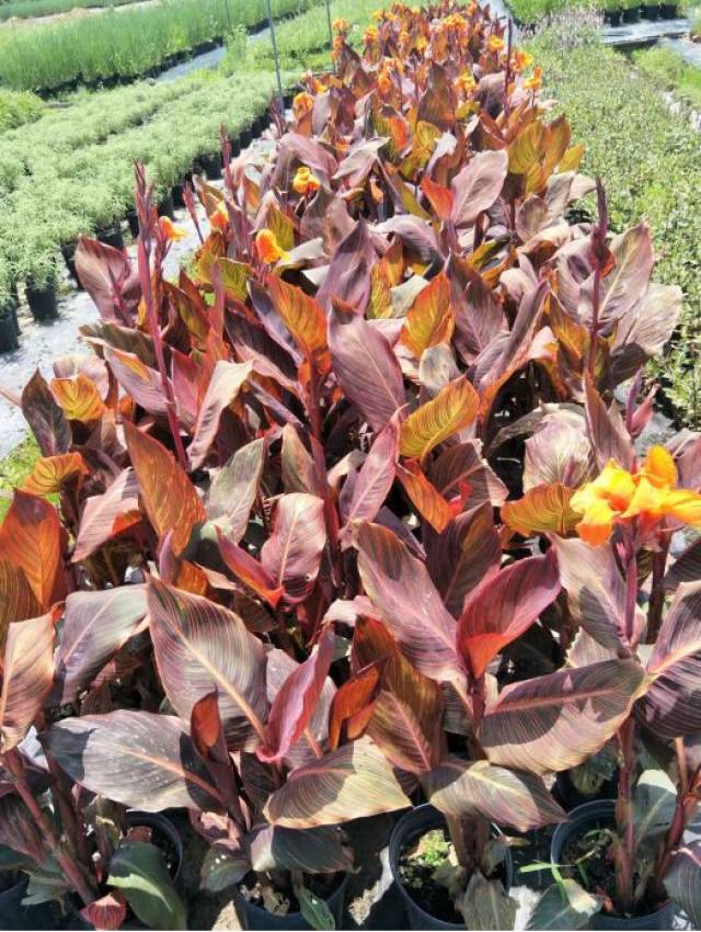 打造野趣园林从搭配开始_手机搜狐网