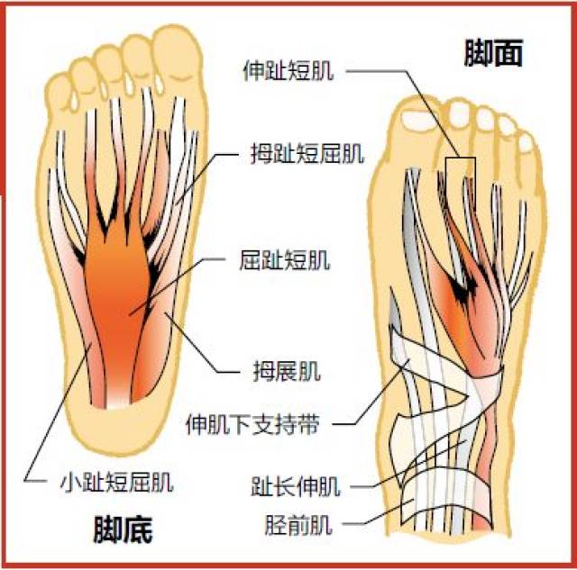 趾长屈肌起止点图片