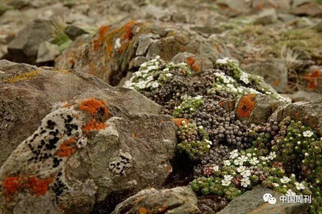 垫状点地梅,中国特有植物,多生于海拔4000~5000米的山坡裸地.