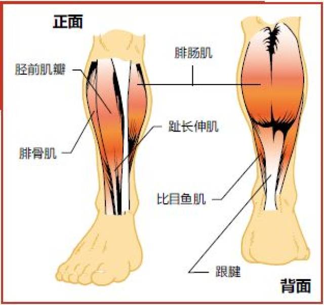 侧面的腓骨肌,背面连接跟腱的比目鱼肌和腓肠肌