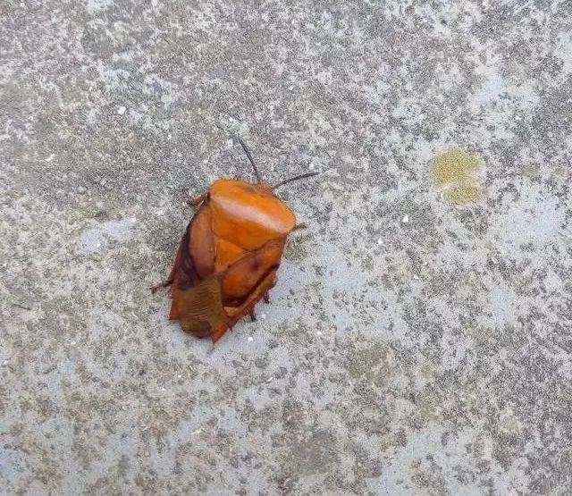 阳西农村常见的"啰痹虫",卖到200元一斤?你敢吃吗?