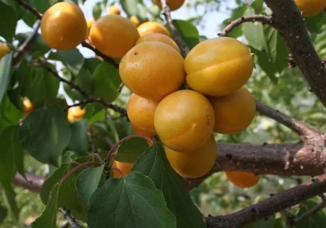 武当独有的"神果",据说皇帝把它作为有功之臣的重赏!