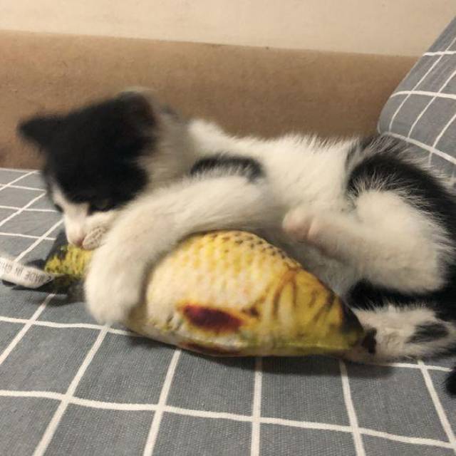 很喜欢这个鱼 开心到模糊