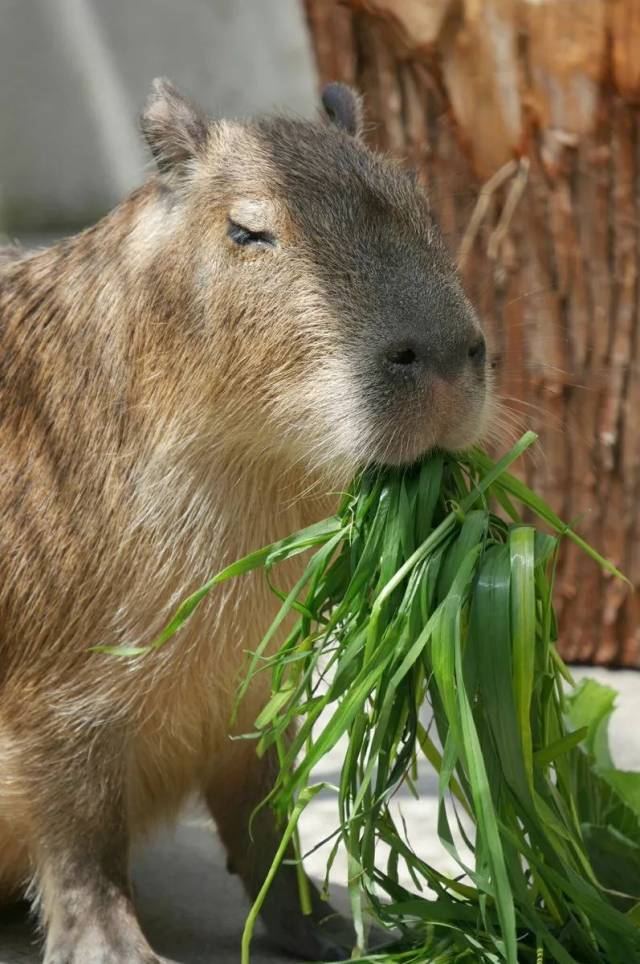动物界朋友圈公认的和善佛系老好人:水豚君
