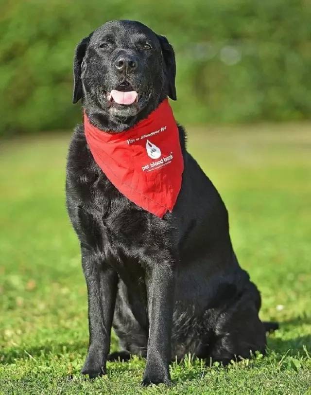 一条捐血26次拯救104只狗狗的拉布拉多