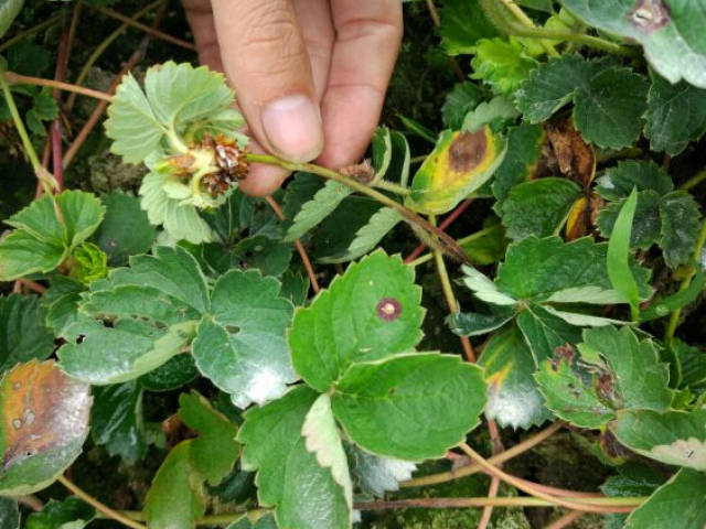 草莓炭疽病鉴别方法和防治