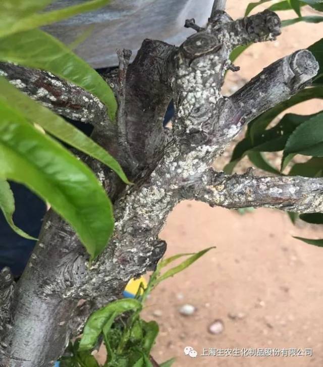 稳敌套餐产品在辽宁省桃树上对蚜虫的应用试验效果展示