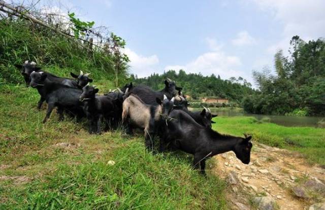 "德化黑羊"近日成功通过